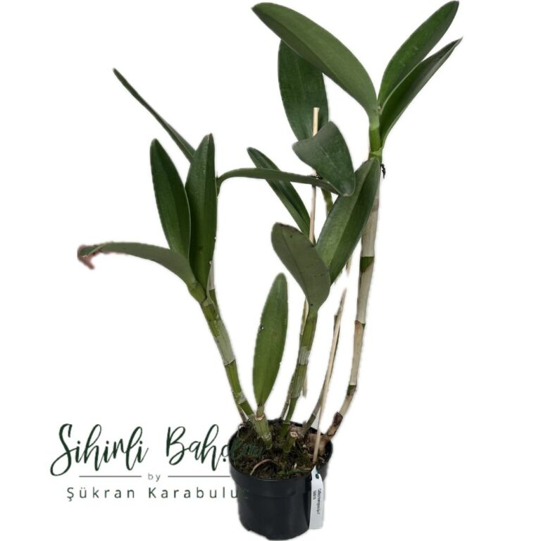 Cattleya Bowringiana Red Form (İthal)(Kokulu)