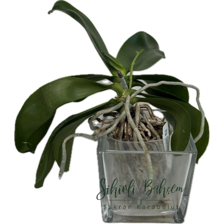 Phal. Sapphire’s Galah (İthal)(Dallı)(Yoğun Kokulu)