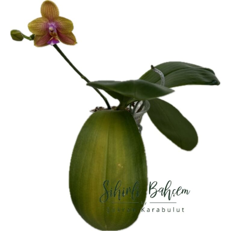 Phal. Allura Volta (İthal)(Kokulu)(1 Dallı)(Çiçekli)(Yeni Saksıya Geçirilmiş)
