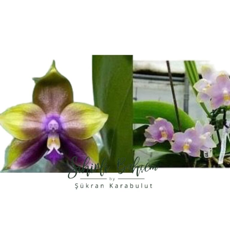 Phal. Mituo Princess x P. Mituo 24 Solar Terms ‘Freya’ (İthal)(Yoğun Kokulu)