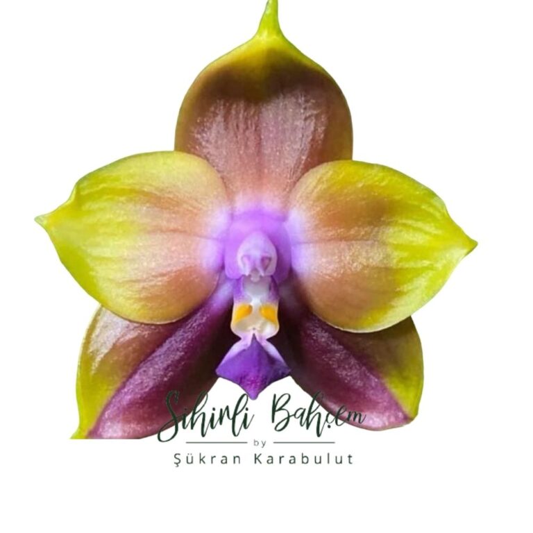 Phal. Mituo Princess 'Blue-10' (İthal) (Kokulu)(Dallı)