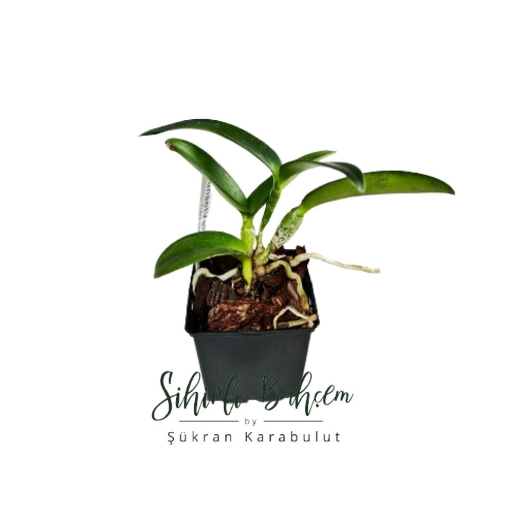 Laeliocattleya Elegans 'Deep Blue' 4229 x Cattleya Leoloddiglossa 'SVO Speckled Blue' FCC/AOS 3279 (İthal) (Kokulu)