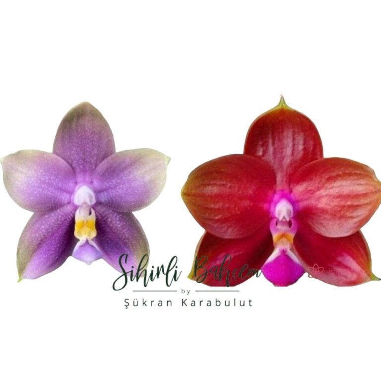 Phal. Mituo Blue Bear’Mituo#1’ x (Mituo Super Star x Ya Yi Qin) (İthal) (Kokulu)