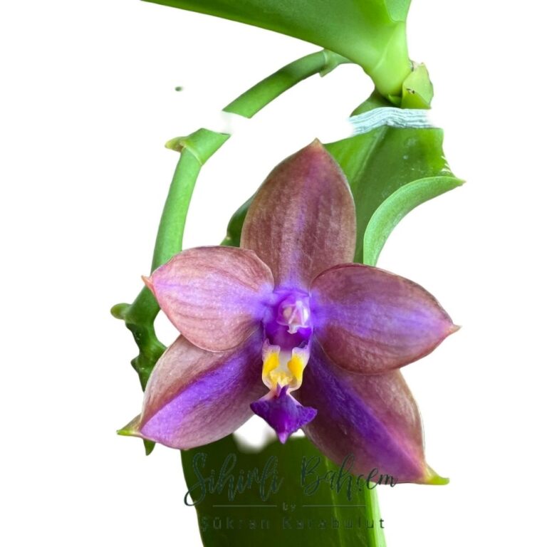 Phal. Mituo GH King Star ‘UV Rays’ (İthal) (Yoğun Kokulu)