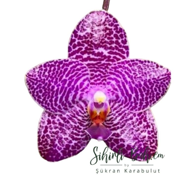 Phal. Mituo Gigan Dragon 'Mituo #12 ‘  (İthal) (Kokulu) (Çift Gövde)