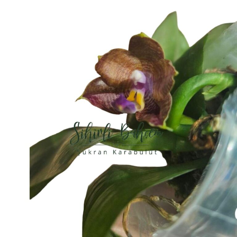 Phal. Mituo Purple Dragon 'Coffee Gold' 843 (İthal)(Kokulu)(Dallı)
