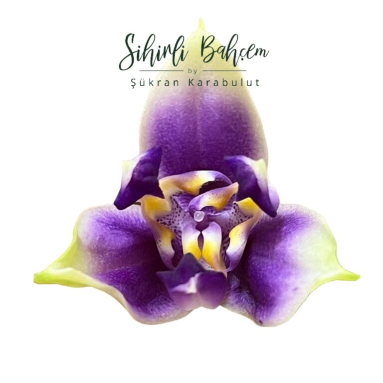 Phal. Bellina Coerulea  (İthal)(Kokulu)(3-Lips)(Dalsız)