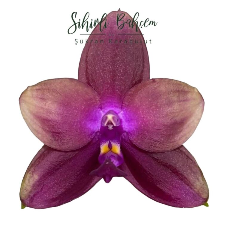 Phal. LD's Bear Queen x sib (İthal)(Kokulu)(Dallı)