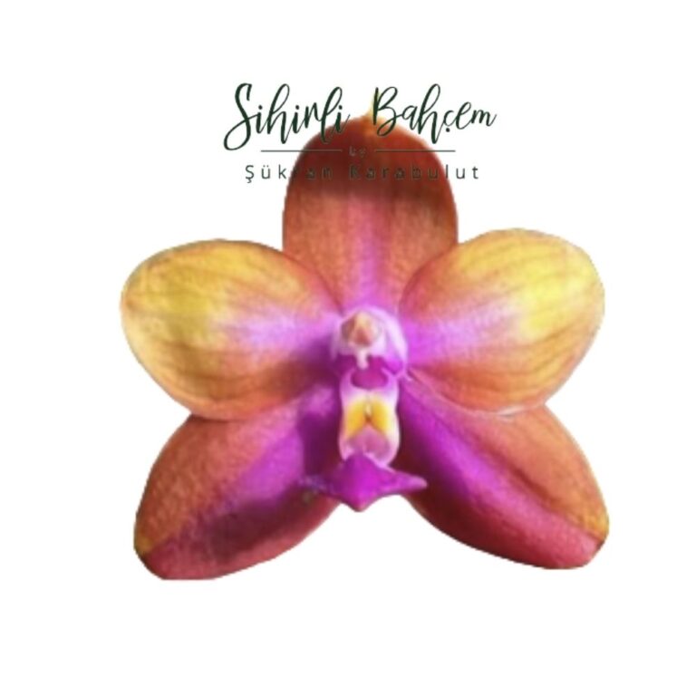 Yaphon surprise Happines × Ld's Bear Queen (İthal)(Kokulu)(Variagata)(Alacalı Yaprak)