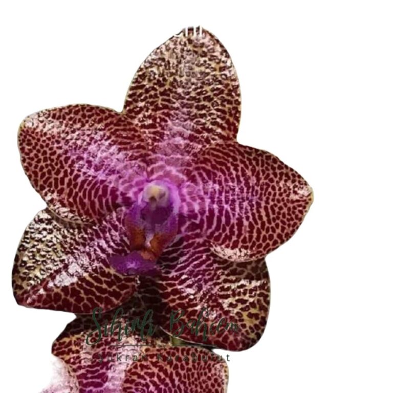 MCL141 P. Mituo Gigan Dragon ‘Litchi’ (İthal)(Kokulu)