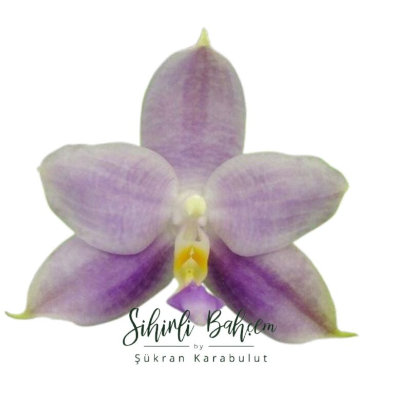 97 P. Freya's Blue Hope (İthal)(Kokulu)