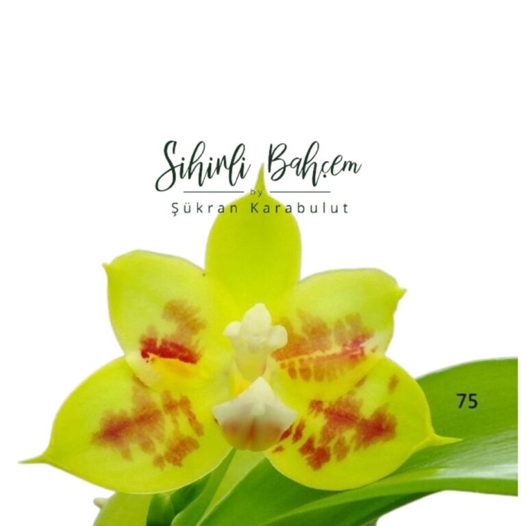 75 P. Yaphon Yellow Story 'Freya' x P. Al Green Apple 'Freya' (İthal)(Kokulu)