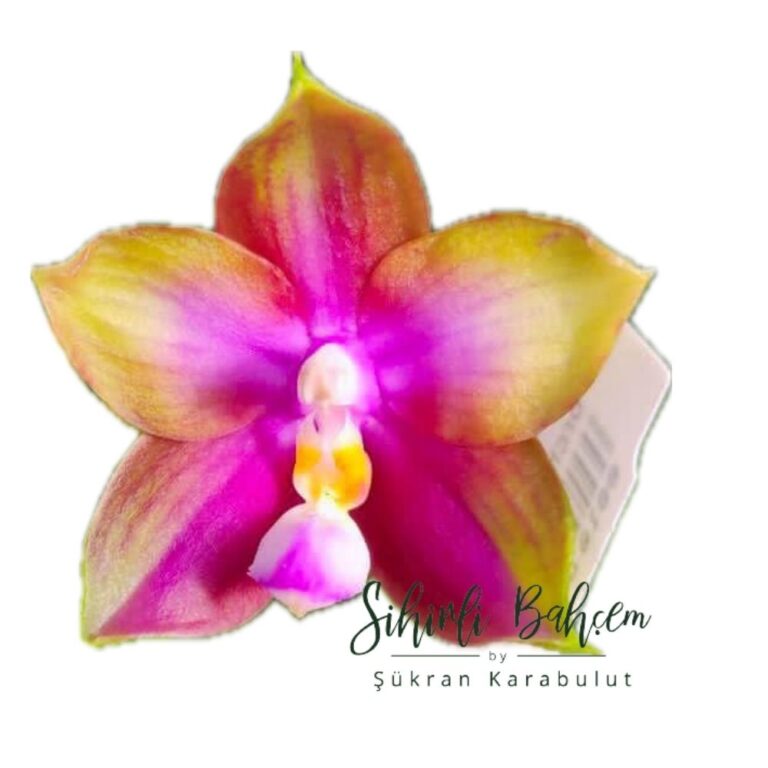 G1- Phalaenopsis Mituo Reflex Dragon 'Blue-2' x Mituo Love 'M#2' (İthal)(Yoğun Kokulu)