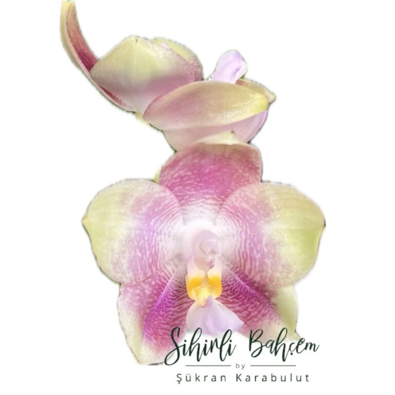 G3- Phalaenopsis Mituo Purple Dragon 'M#30' x Yungho Gelb Canary 'Sunshine' (İthal)(Yoğun Kokulu)