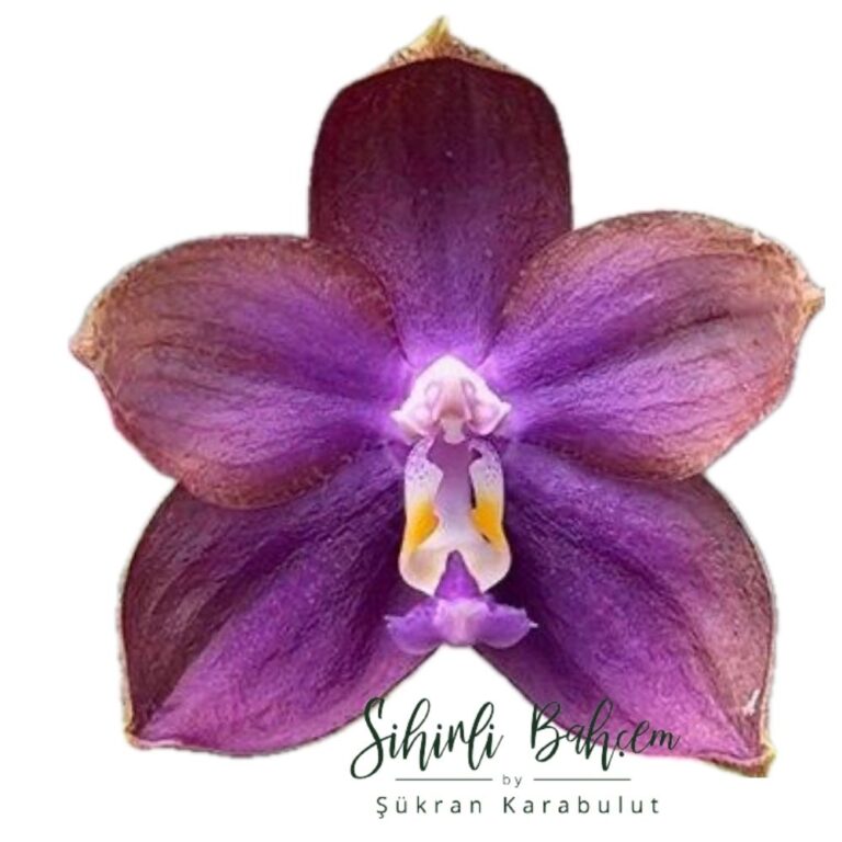 Phalaenopsis Mituo Blue Smurfs 'Sea' (MC) (İthal)(Kokulu)(Dallı)