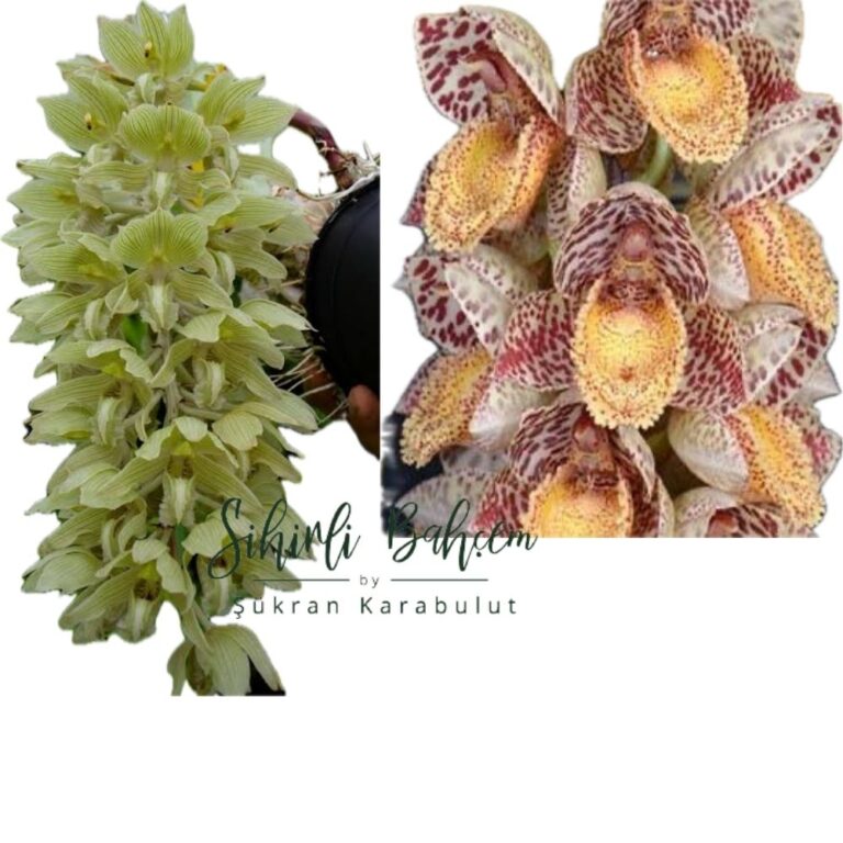 SVO/ Catasetum  Clowesia russeliana 'SVO' x Catasetum denticulatum 'SVO II' AM/AOS (İthal)(Kokulu)