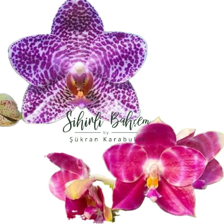 Phalaenopsis Miro Jo Gi 'Mituo#2' x Mituo Golden Tiger 'Red Dragon' (İthal)(Kokulu)