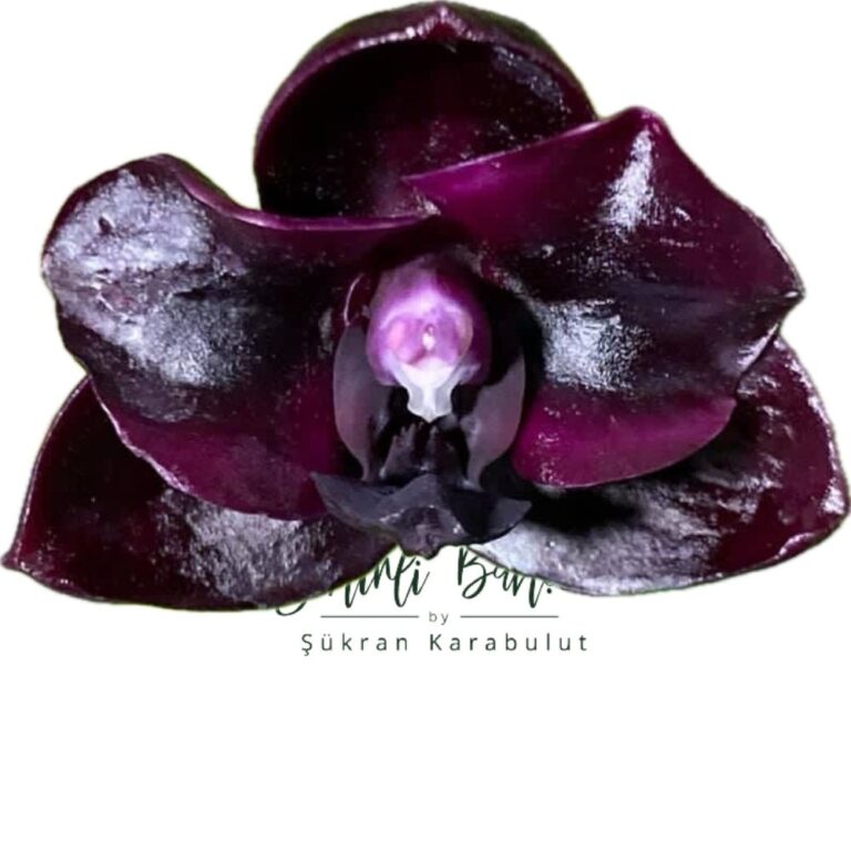 Phalaenopsis Mituo Reflex DD 'Carbonado' (İthal)(Kokulu) (Dallı)