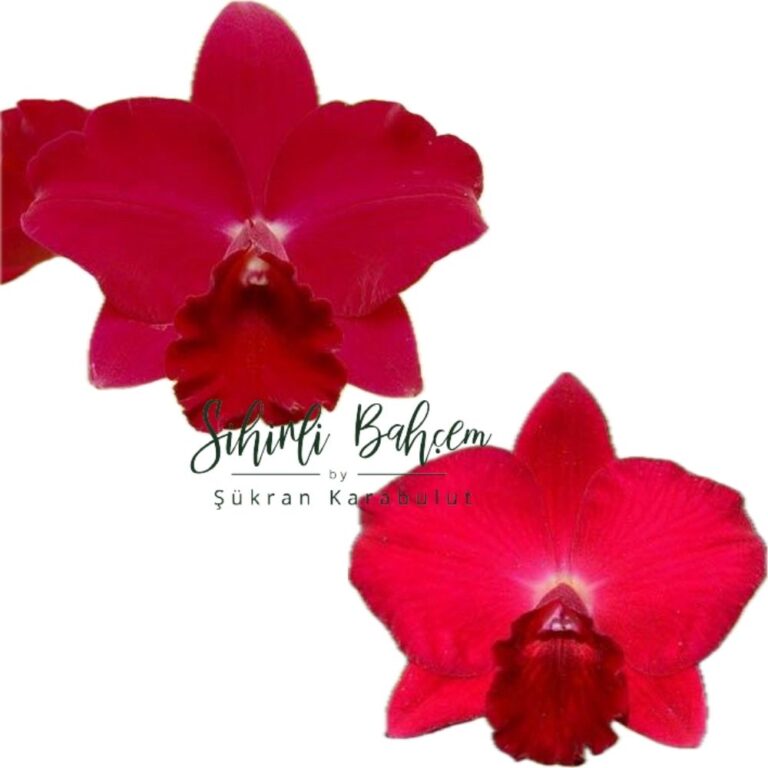 Cattleya SVO / Potinara Paradise Rose 'My Valentine' x Potinara Loud Nine 'The Best' (İthal)(Kokulu)