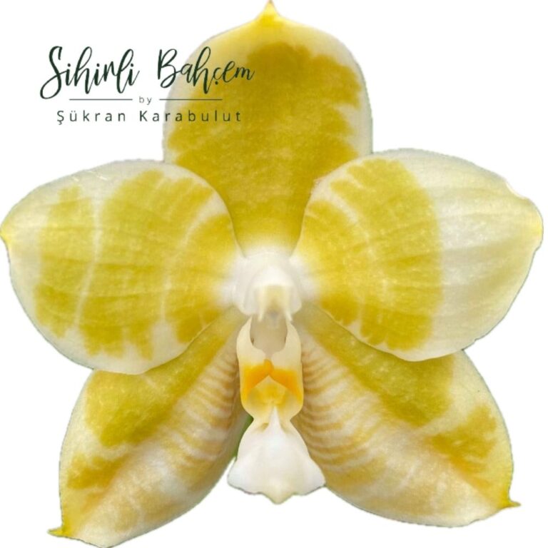 Phalaenopsis Mituo Golden Tiger 'Yellow Dragon' (İthal)(Yoğun Kokulu)(Dallı)