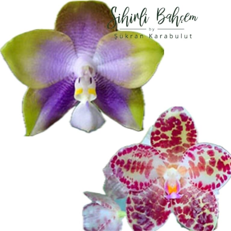 Phalaenopsis Mituo Reflex Dragon 'B-3' x gigantea 'M-2' (İthal)(Yoğun Kokulu)