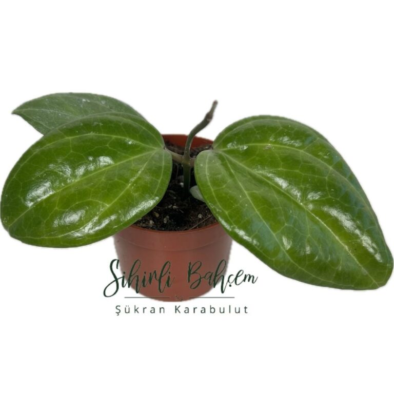 Hoya Sarawak (İthal)(Yoğun Kokulu)