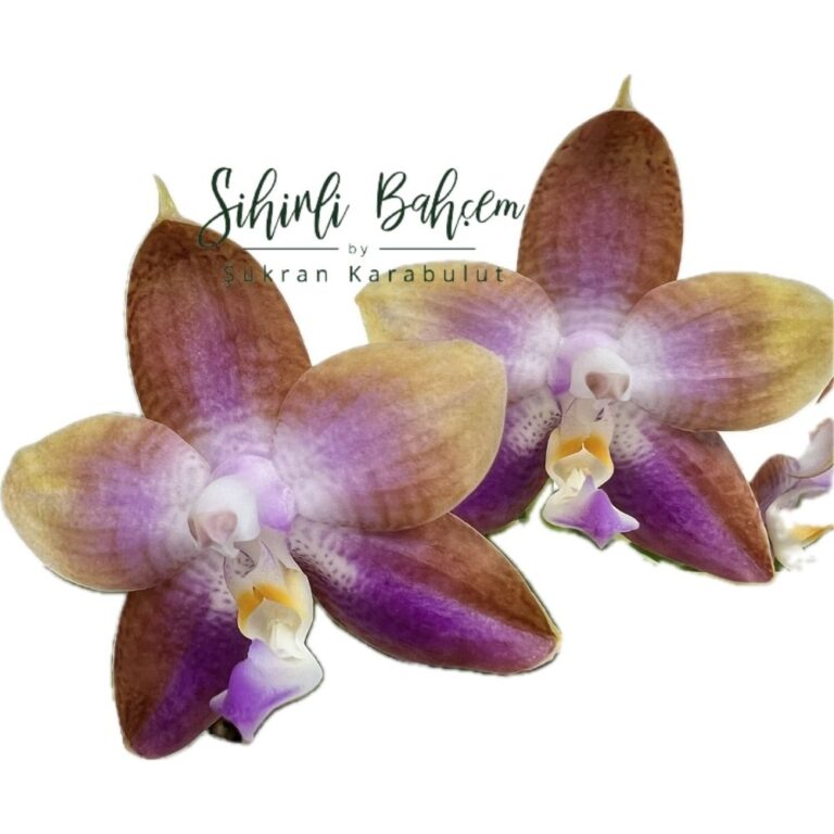 Phal. Mituo Reflex Dragon Blue-2 x Mituo 24 Solar Terms (İthal)(Yoğun Kokulu)