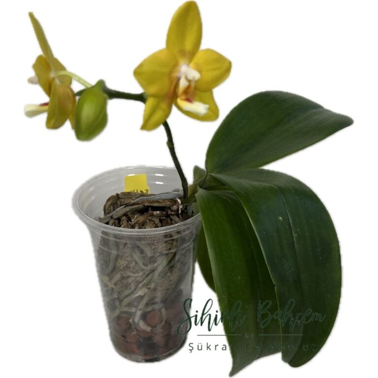 Phal. Allura 'Temple of Gold' (İthal)(Kokulu)(1 Dal)(Çiçekli)(Yeni Saksıya Geçirilmiş)