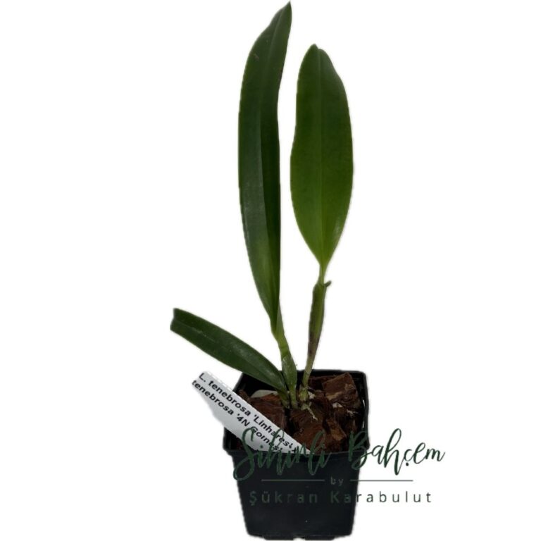 Laelia tenebrosa 'Linhares' x tenebrosa '4N Gomes' (Cattleya) (İthal)(Kokulu)