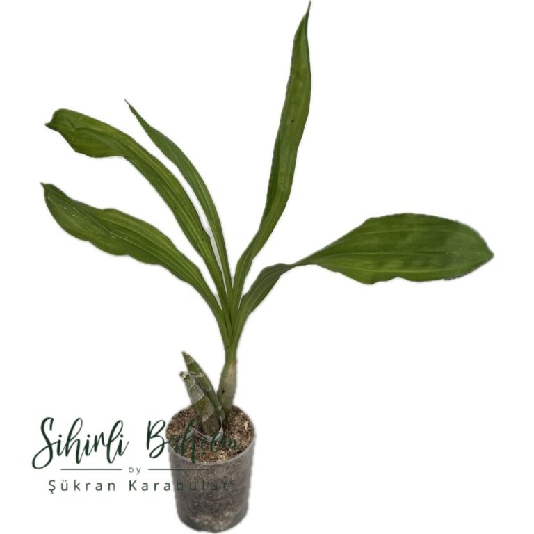 Catasetum S6919 (schmidtianum x Everana Glade) (İthal)(Kokulu)