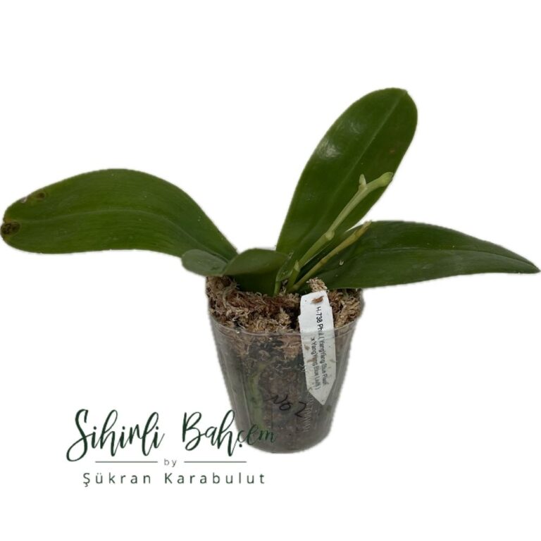 Phalaenopsis (YangYang Blue Flash x YangYang Blue Liulii) No:2 (İthal)(Kokulu)