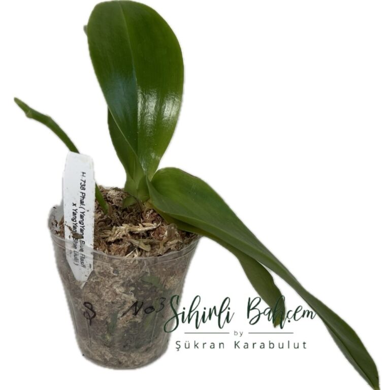Phalaenopsis (YangYang Blue Flash x YangYang Blue Liulii) no:3 (İthal)(Kokulu)(Mutasyonlu)