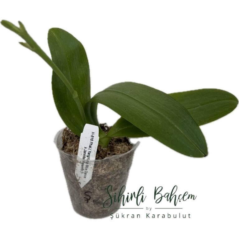 Phalaenopsis (YangYang Blue Dance x Jennifer Palermo) (İthal)(Kokulu)(Dallı)
