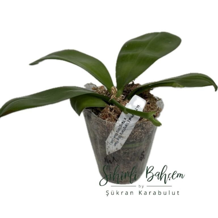Phalaenopsis (YangYang Blue Dance x Jennifer Palermo) No:1 (İthal)(Kokulu)(Dallı)