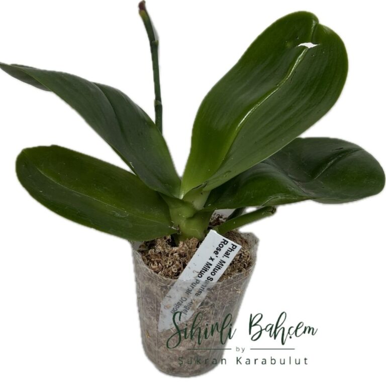 Phalaenopsis Mituo Sunrise 'Angel Rose' x Mituo Purple Dragon (İthal)(Kokulu)(Dallı)