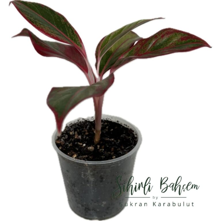Aglaonema Crete