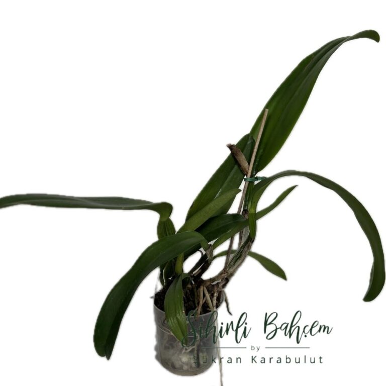 Cattleya labiata (tipo 'Super' x roxo bispo Urbano') (İthal) (Kokulu)