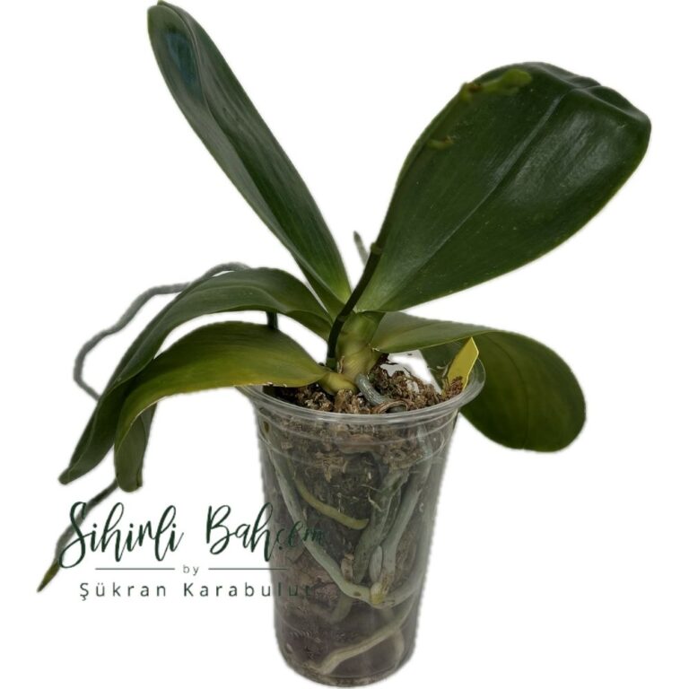Phal. Allura Volta (İthal)(Kokulu)(2 Dallı)(Çiçekli)(Yeni Saksıya Geçirilmiş)