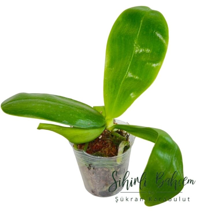 Phal. LL Gentle Love x Summer Pretty (İthal)(Kokulu)