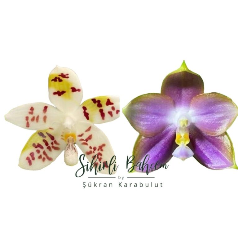 Phal. Zebrina ‘ Palawan ‘ x Phal. Mituo Reflex Dragon ' Blue -2 (İthal) (Kokusu)